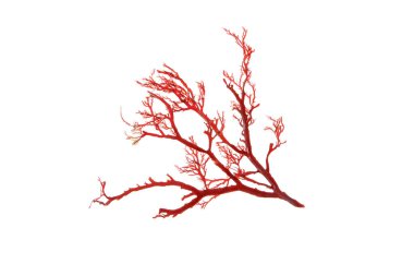 Rhodophyta red algae branch isolated on white