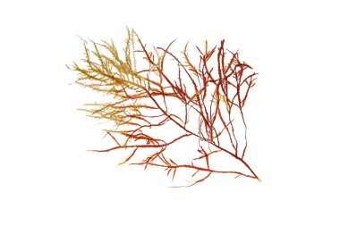 Red and green seaweed branch isolated on white.Rhodophyta algae