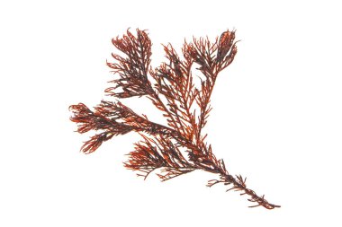 Red algae or rhodophyta seaweed branch isolated on white