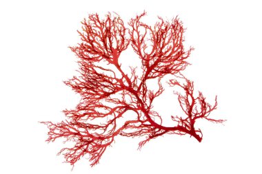 Red seaweed or rhodophyta algae branch isolated on white