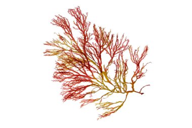 Rhodophyta algae. Red seaweed branch isolated on white.