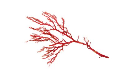 Rhodophyta. Red algae branch isolated on white.