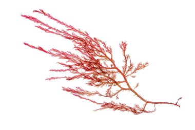 Red seaweed or rhodophyta algae branch isolated on white. clipart