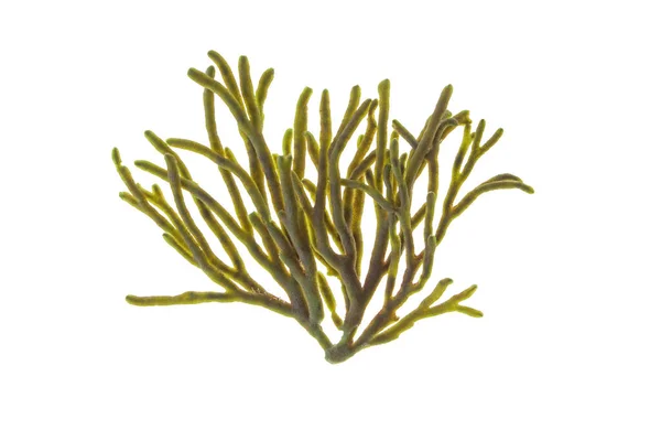 Velvet Horn Spongeweed Seaweed Isolated White Codium Tomentosum Green Alga — Fotografia de Stock