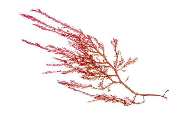 Red seaweed or rhodophyta algae branch isolated on white.