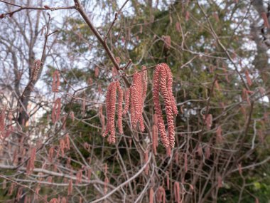 Corylus maxima purpurea, filbert, veya fındık ağacı uzun rüzgar tozlu erkek çiçekleri.