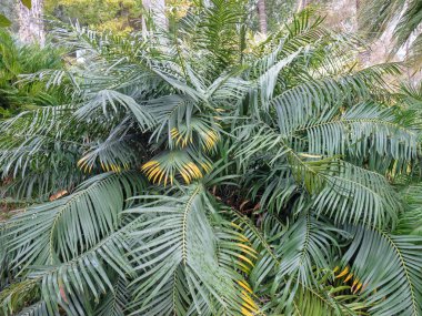 Ceratozamia mexicana, Zamiaceae familyasından bir bitki türü. Koyu yeşil yapraklı Cycad.