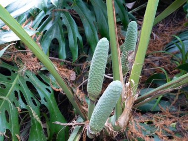 Monstera deliciosa, the Swiss cheese plant or split-leaf philodendron green unripe edible fruits and leaves