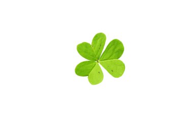 Shamrock symbol of Ireland and Saint Patrick Day isolated on white. Oxalis acetosella young green trefoil leaf.