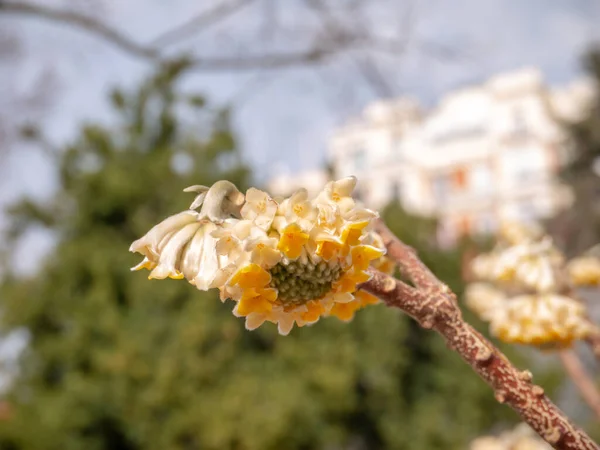 Edgeworthia Chrysantha Oriental Paperbush Mitsumata Bright White Yellow Flowers Closeup — Stock Photo, Image