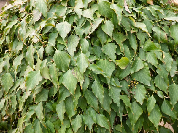 Hedera Rhombea Hiedra Japonesa Planta Trepadora Songak Familia Araliaceae Con — Foto de Stock
