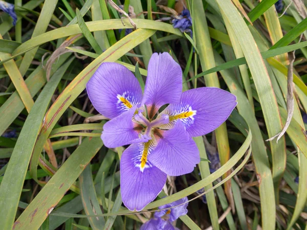 Iris Unguicularis Iris Stylosa Algerijnse Iris Paars Met Gele Banden — Stockfoto