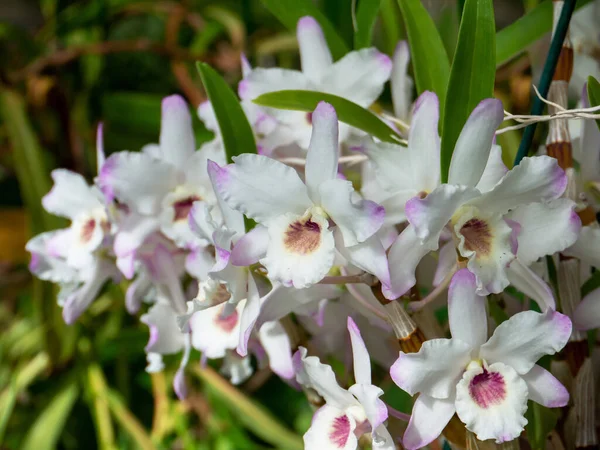 stock image Dendrobium orchid hybrid plant with white flowers with small amount of pale pink or purple and bright green leave