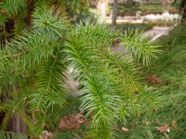 ヒノキ科クプレサセア属のクニンガミア ランセオラータまたは中国のモミの木を針葉樹としています 葉は緑色の披針形をしています — ストック写真