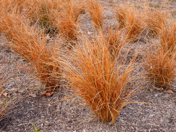観賞用の芝生の庭でCarexコマンズやニュージーランドの髪のセッジブロンズフォーム植物 — ストック写真