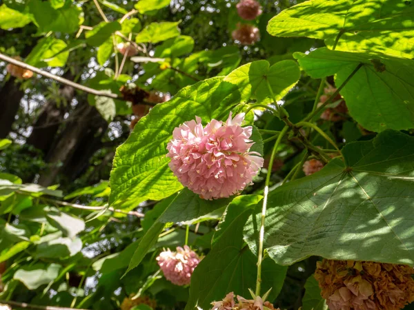 Dombeya Wallichii Pinkball Pink Ball Tree Tropical Hydrangea Plant Pink — Stock Photo, Image