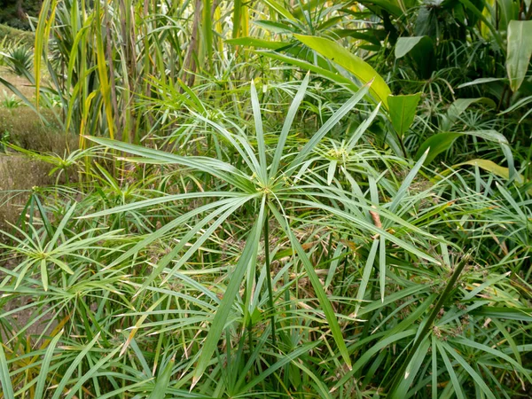 Cyperus Involucratus Umbrella Plant Umbrella Sedge Dwarf Papyrus Grass Aquatic — Stock Photo, Image