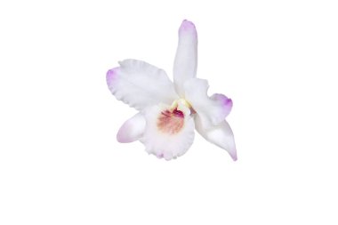 Dendrobium orkidesi, beyaz tek çiçekli, beyaz üzerinde az miktarda soluk pembe ya da mor izole edilmiş.