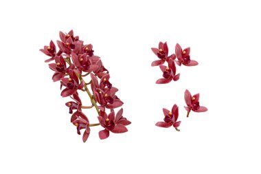 Cascading cymbidium or boat orchid hybrid plant with dark red chocolate flowers set isolated on white clipart