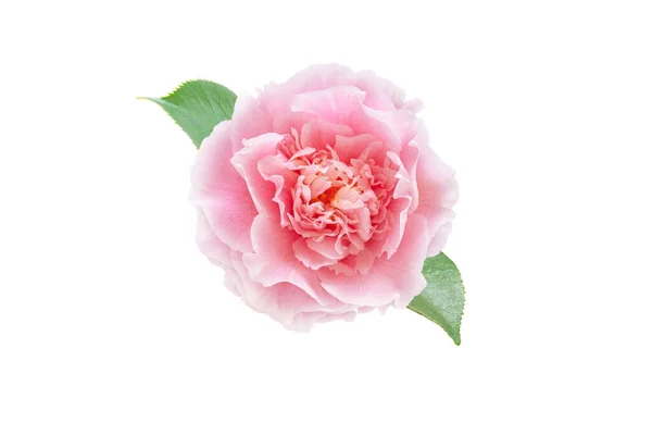 Пул Рожева Камелія Джапоніка Утворює Квітку Зеленими Листками Ізольованими Білому — стокове фото