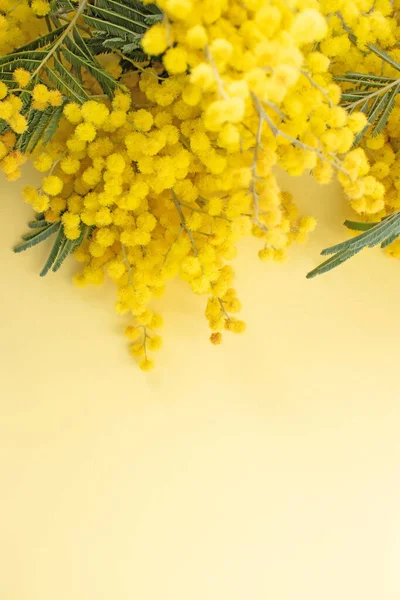 Mimosa or silver wattle yellow spring flowers on the yellow vertical background