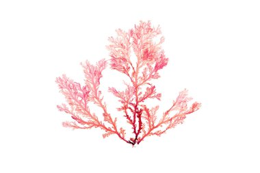 Rhodophyta seaweed or red algae branch isolated on white clipart