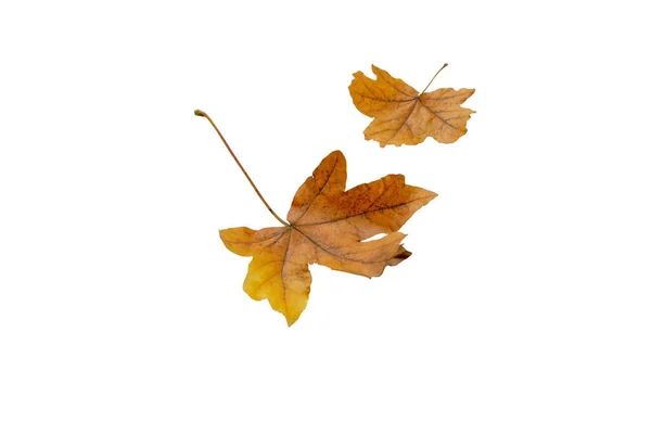 Ein Paar Braune Ahornblätter Vereinzelt Auf Weiß Herbstzeit — Stockfoto