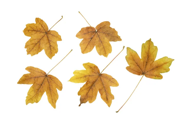 Set Von Fünf Braunen Ahornblättern Isoliert Auf Weiß Herbstzeit — Stockfoto