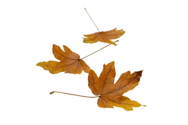 Tři Hnědé Javorové Listy Izolované Bílém Podzimní Období — Stock fotografie