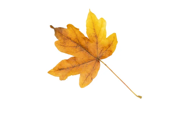 Ahornblätter Isoliert Auf Weiß Herbstzeit Trockenes Braunes Laub — Stockfoto