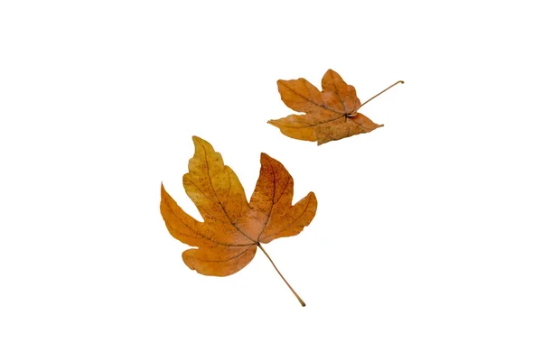 Dva Hnědé Javory Padající Listy Izolované Bílém Podzimní Období — Stock fotografie