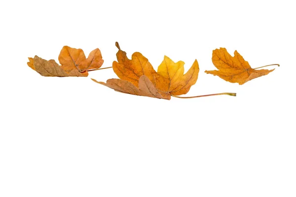 Hromada Suchých Žlutohnědých Javorových Listů Izolovaných Bílém Podzimní Období — Stock fotografie