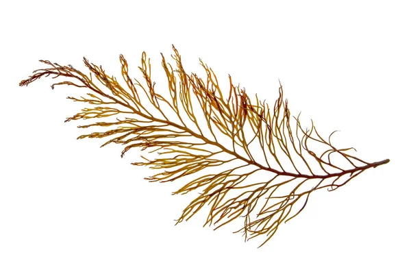 Cystoseira Algae Brown Seaweed Branch Isolated White — Stock Photo, Image