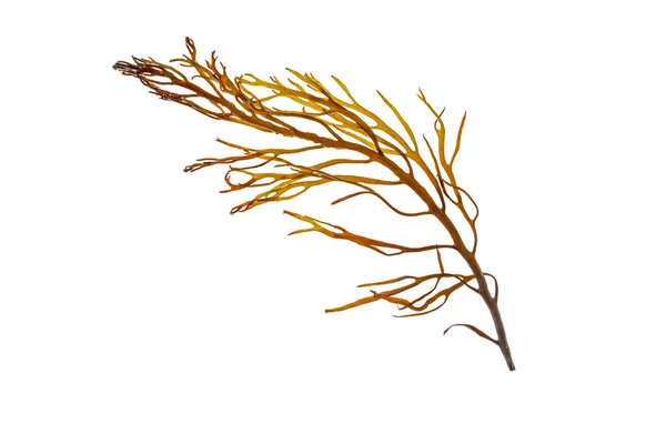 Brown Seaweed Algae Branch Isolated White — Stock Photo, Image