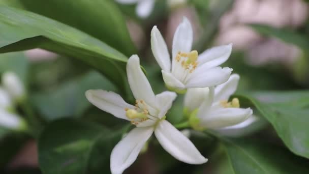 Νερόλι Ανθίζουν Στο Σκιερό Περιβόλι Λευκά Ευωδιαστά Λουλούδια Κοντά Ανθισμένη — Αρχείο Βίντεο