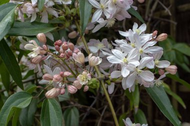 Clematis Armandii veya Armand Clematis veya her zaman yeşil olan klematis beyaz pembe çiçek ve tomurcuklar. Çiçekli tırmanma tesisi.