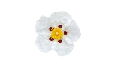 Cistus ladanifer or gum rockrose or labdanum or common gum cistus or brown-eyed rockrose flower clipart