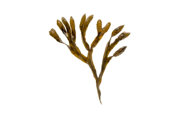 Fucus Vesiculosus Wrak Pęcherza Moczowego Czarny Tang Rockweed Winogrona Morskie — Zdjęcie stockowe