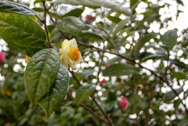 Camellia chrysantha or camellia petelotii or golden camellia or camellia nitidissima plant branch with waxy yellow flowers.  clipart