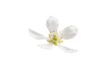 Beyaz üzerine izole edilmiş portakal ağacı çiçeği. Trifoliat portakalı, turunçgiller veya poncirus trifoliata bitkisi çiçek açar..