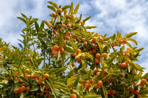 Hybryda Limequat Citrofortunella Skrzyżowanie Limonki Kumkwatem Gałęzie Drzew Dojrzałymi Owocami — Zdjęcie stockowe