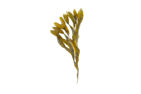Fucus vesiculosus,rockweed, bladder wrack, black tang, sea grapes, bladder fucus, sea oak, cut weed, dyers fucus, red fucus