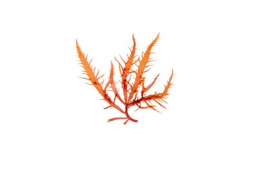 Calliblepharis jubata kırmızı yosunları beyazda izole edilmiş. Kızıl deniz yosunu.