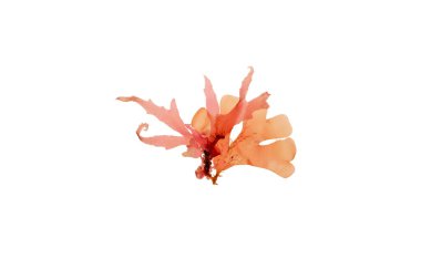 Rhodymenia psödopalmata kırmızı yosunları beyazın üzerinde izole edilmiş. Yapraklı kırmızı yosun..