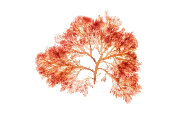 Branchy red algae or rhodophyta isolated on white. Red seaweed.