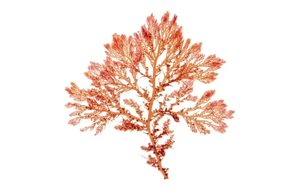 Red seaweed or rhodophyta branch isolated on white. Red algae.
