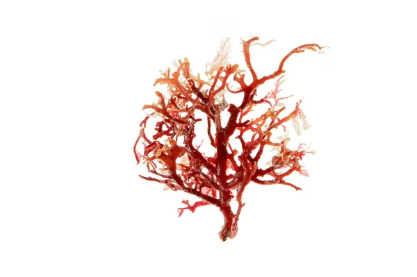 Rhodophyta Czerwona Gałąź Wodorostów Wyizolowana Białym Glony Czerwone — Zdjęcie stockowe