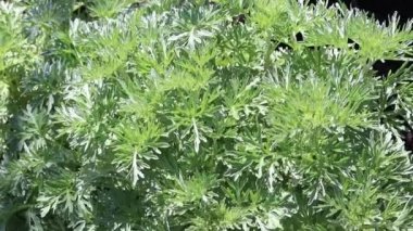 Grand Wormwood veya Absinth Sageworth veya Absinthium Bitkisi. Artemisia absinthium