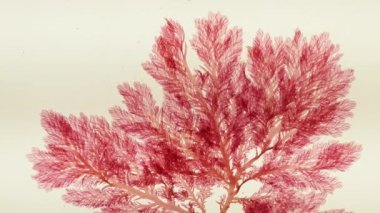 Kızıl deniz yosunu ya da rodophyta dalı. Kırmızı algler.