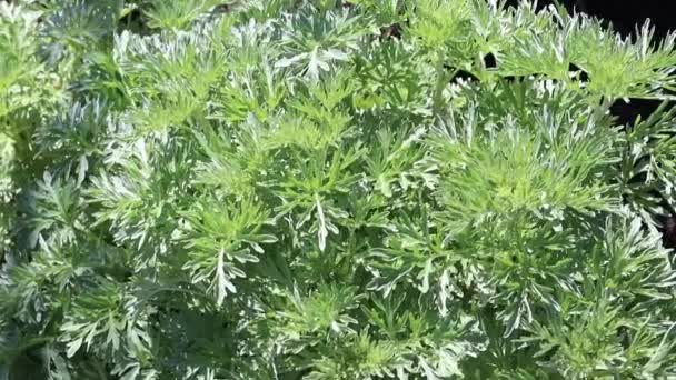 Nagy Üröm Vagy Abszintos Zsálya Vagy Abszintium Növény Artemisia Absinthium — Stock videók
